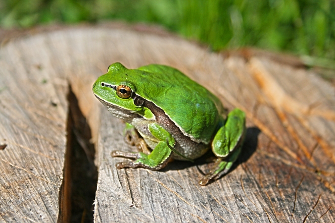 kaboompics.com_Green frog
